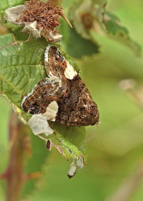 Noctuelle à quatre points (Tyta luctuosa)