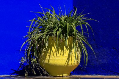 Les Jardins de Majorelle