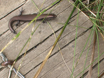 Golden Skink Lizard