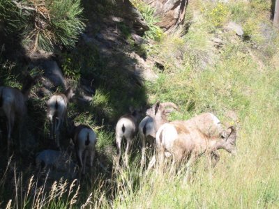 Mtn Goats Estes Park