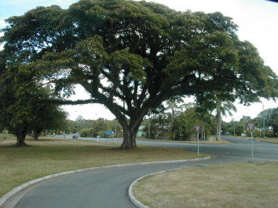 large tree somewhere in tasmania