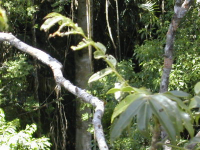 Daintree rain forest