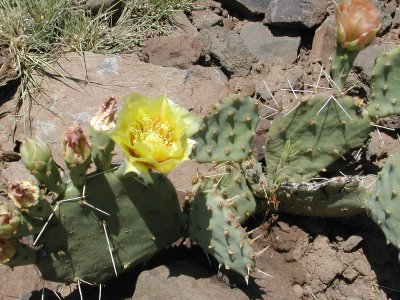 Prickely Pear Yellow cactus flower