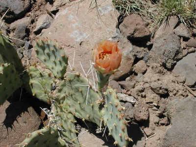 Prickely pear orange cactus flower