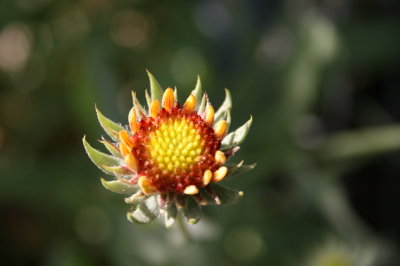 african daisy