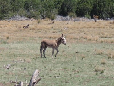 Wild burros of Northern Arizona about 100 live between Williams and Ashfork Arizona