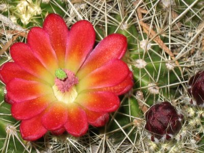 Close up of Arizona Barrel Cactus flower