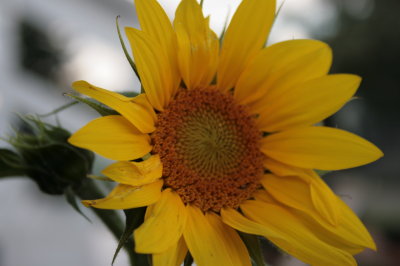 sunflowers 003.jpg