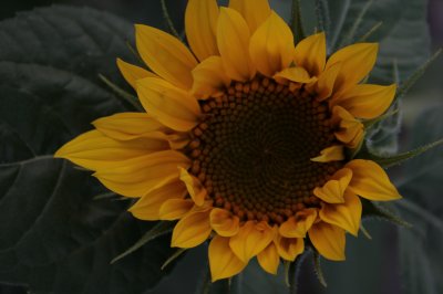 sunflowers 004.jpg