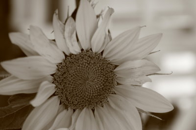 sunflowers 007.jpg