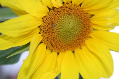 sunflowers 013.jpg
