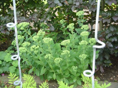our_garden_270707