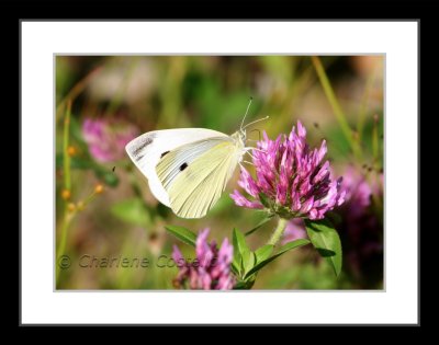 cabbage butterfly on clover