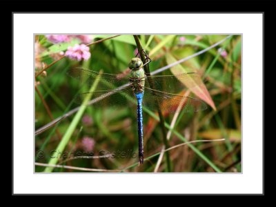 common green darner dragonfly - male