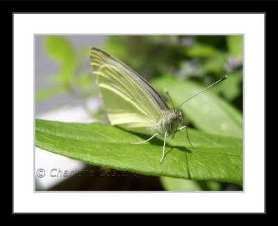 cabbage butterfly