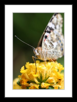 Painted Lady Butterflies