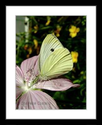cabbage butterfly on flower