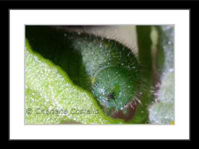cabbage butterfly larva