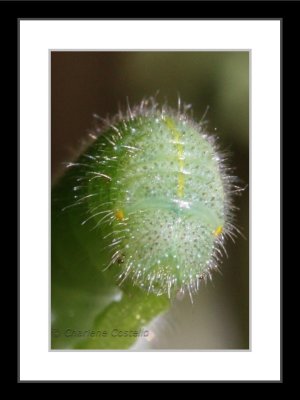 cabbage butterfly larva