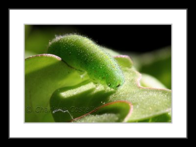cabbage butterfly larva