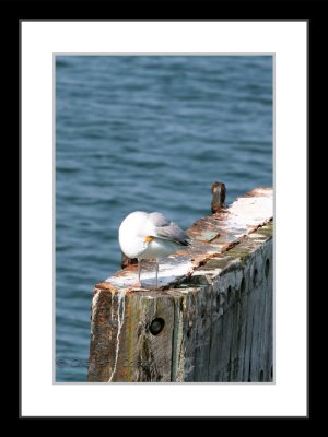 shy seagull