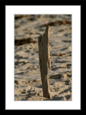 Quidnet driftwood