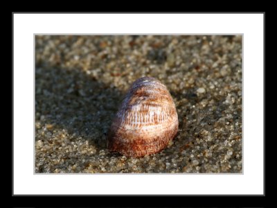 Quidnet shell