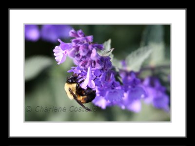 bee on flowers