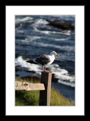 seagull at the 7th