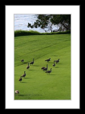 geese on the green