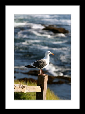 seagull on fence