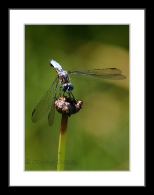 IMG_0530WTMK_framed