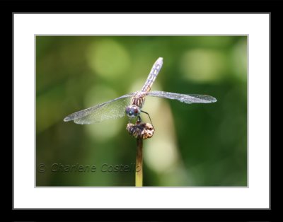 dragonfly