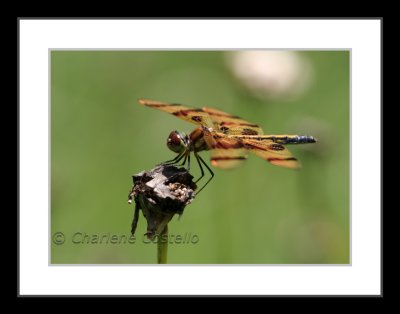 painted skimmer - male