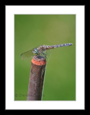 IMG_0570WTMK_framed