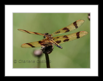 Dragonflies