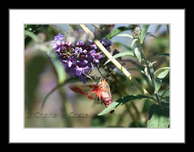 hummingbird clearwing moth