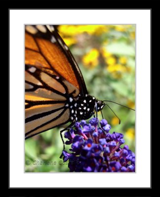 monarch on butterfly bush