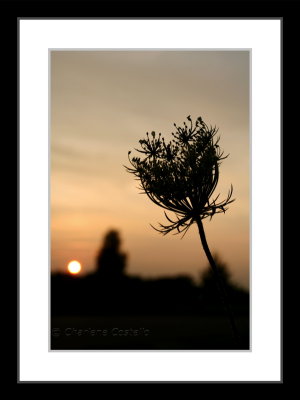 quenn anne's lace at sunset