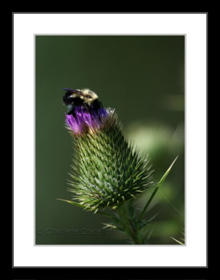 IMG_1904WTMK_framed