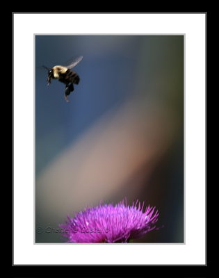 IMG_1916WTMK_framed