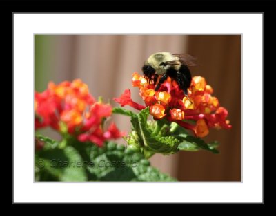 bumblebee on lantana flower