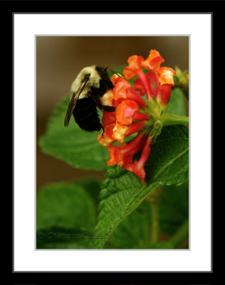 bumblebee on lantana flower