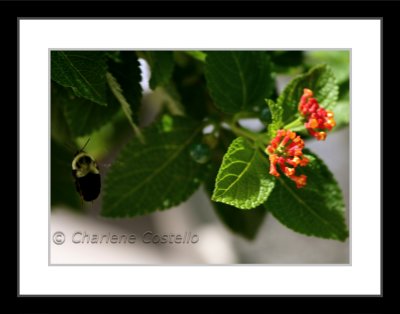 bumblebee on lantana flower