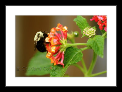 bumblebee on lantana flower
