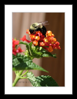 bumblebee on lantana flower