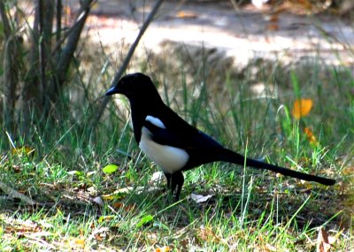 magpie-7-10-07.JPG