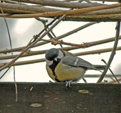 baby-tit-26-2-07 .JPG