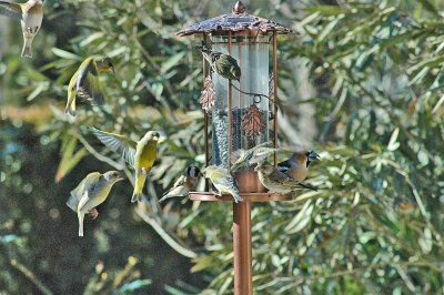 birds2-06-03-06.JPG