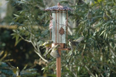 birds-4-02-06 .JPG
